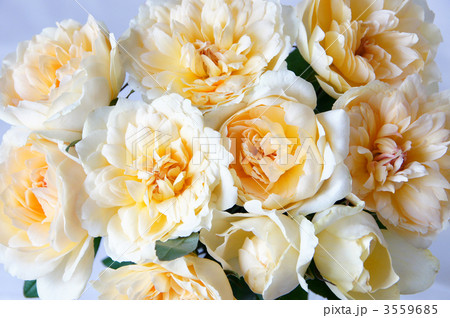 マリアテレジア マリアテレジア 3559685