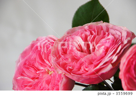 マリアテレジア 3559699