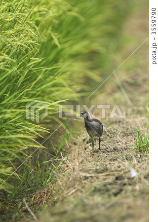 バンのひな 3559790