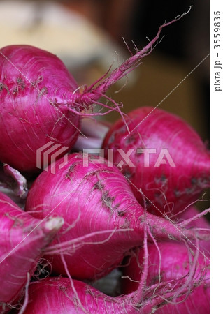 赤蕪 赤蕪 3559836