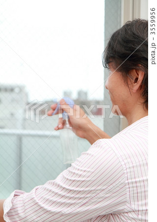 窓を拭く主夫 窓を拭く主夫 3559956