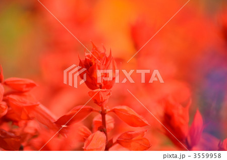 サルビアの花 3559958