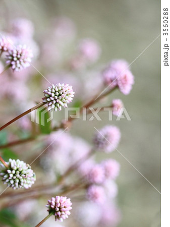 ひめつるそば(姫蔓蕎麦)の群生 ひめつるそば(姫蔓蕎麦)の群生 3560288