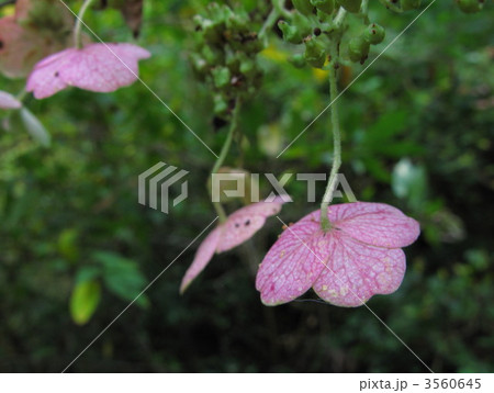 ノリウツギ 3560645