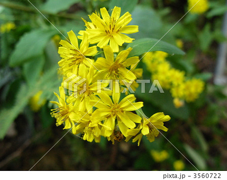 ヤクシソウの黄色い花 ヤクシソウの黄色い花 3560722