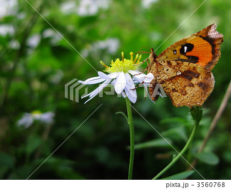 蝶に似た蛾 イカリモンガ 蝶に似た蛾 イカリモンガ 3560768