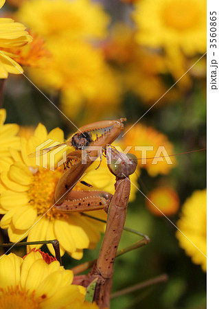 蜜蜂を食べるカマキリと菊の花 3560865