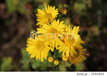黄色キクの花 3560905