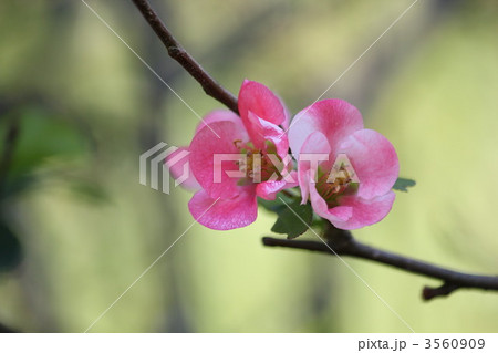 木瓜の花 3560909