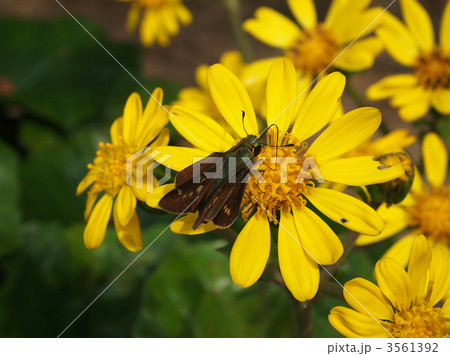 ツワブキ ツワブキ 3561392