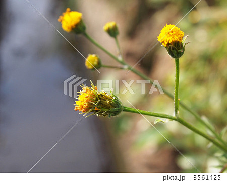 コセンダングサ 3561425