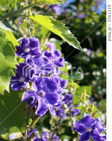 デュランタ デュランタ 3561539