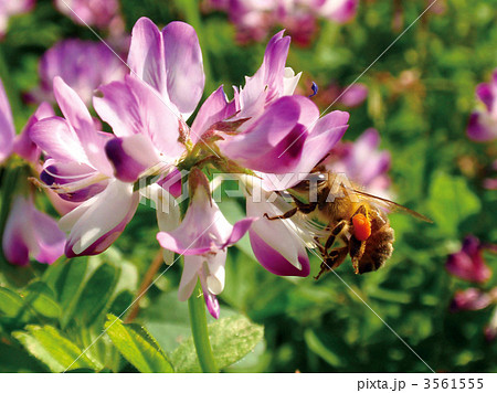 花粉玉をつけたミツバチとレンゲソウ 花粉玉をつけたミツバチとレンゲソウ 3561555