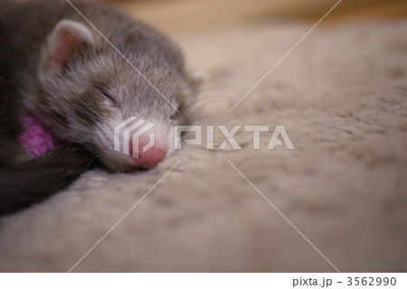 眠っているフェレット 3562990