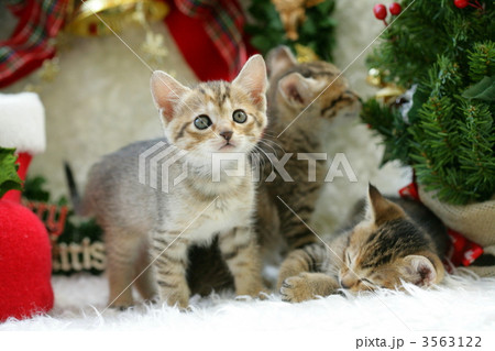 クリスマス 3563122