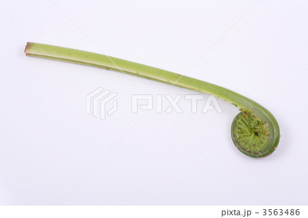 わらび わらび 3563486