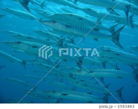 バラクーダの群れ 3563863