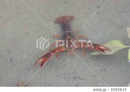 アメリカザリガニ 十脚目 甲殻類の写真素材 アメリカザリガニ 十脚目 甲殻類の写真素材
