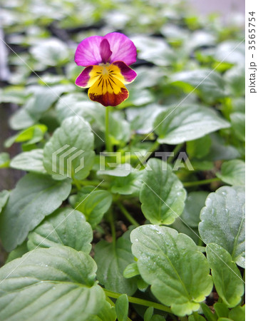 ビオラの開花 ビオラの開花 3565754
