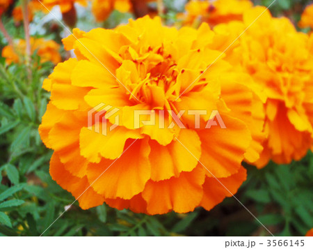 孔雀草 フレンチマリーゴールド の写真素材