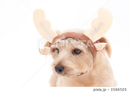 トナカイ犬 トナカイ犬 3566505