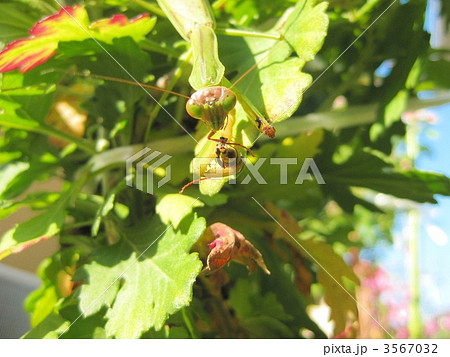オオカマキリの捕食 3567032