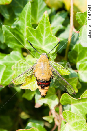 オオスカシバ 3567065