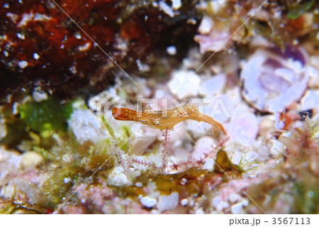 コガラシエビ コガラシエビ 3567113