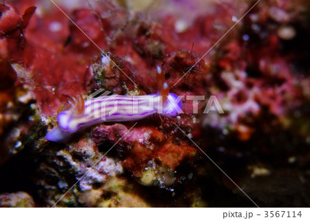 ウミウシ 3567114