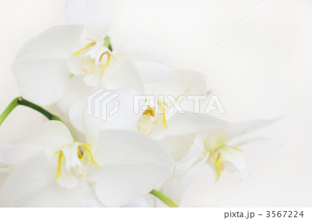 胡蝶蘭 3567224