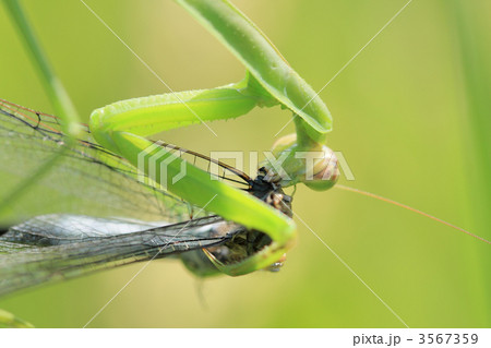 シオカラトンボのオスを食べるカマキリのアップ 3567359