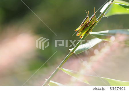 草原で交尾しているイナゴ 3567401