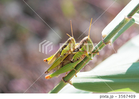 イナゴの交尾 3567409
