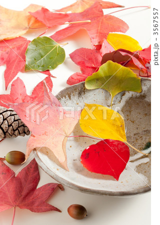 晩秋イメージ 3567557