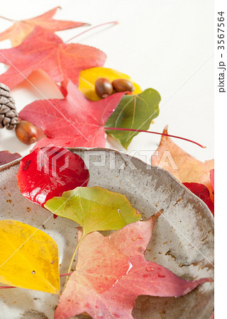 晩秋イメージ 3567564