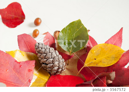 晩秋イメージ 3567572