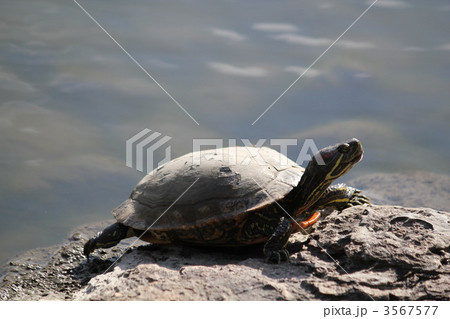 ミドリガメ 3567577