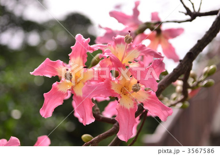 トックリキワタの花の写真素材