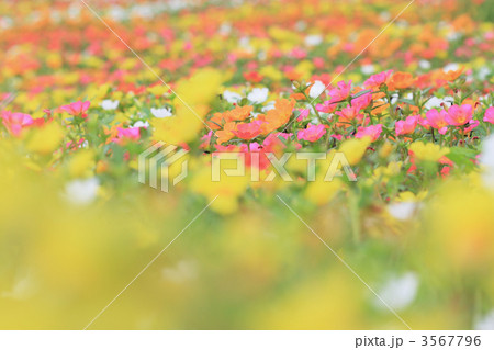 ポーチュラカの花畑 3567796