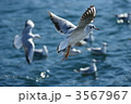 ユリカモメの海 3567967