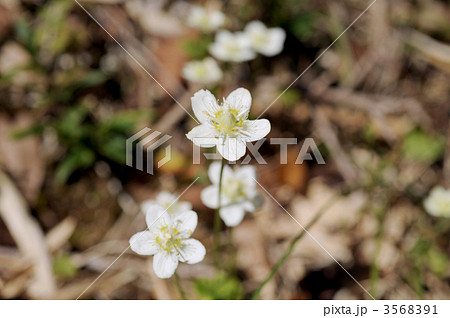 ウメバチソウ 3568391