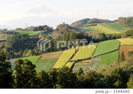箱根西麓三島野菜 箱根西麓三島野菜 3568400