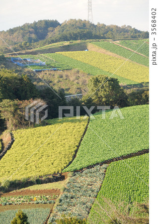 箱根西麓野菜 3568402