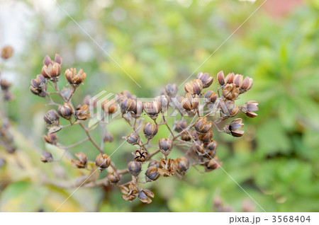 百日紅の莢 百日紅の莢 3568404