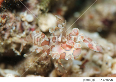 フリソデエビ 3569650