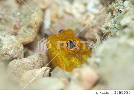 カエルアマダイ 3569656