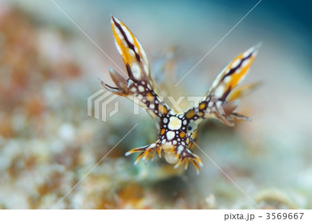 ヒオドシユビウミウシ 3569667