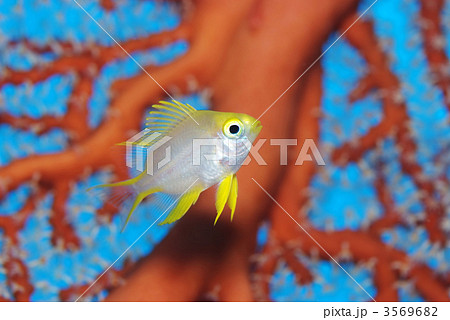 ヤマブキスズメダイ ヤマブキスズメダイ 3569682