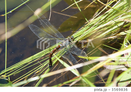 オニヤンマの産卵 3569836