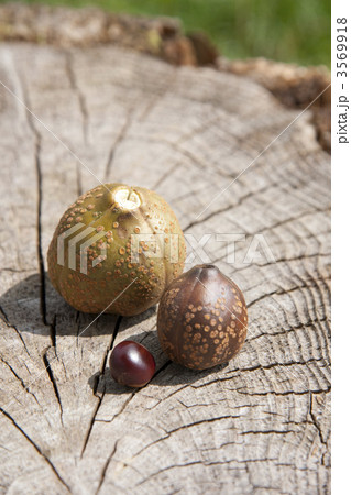 トチの実 3569918